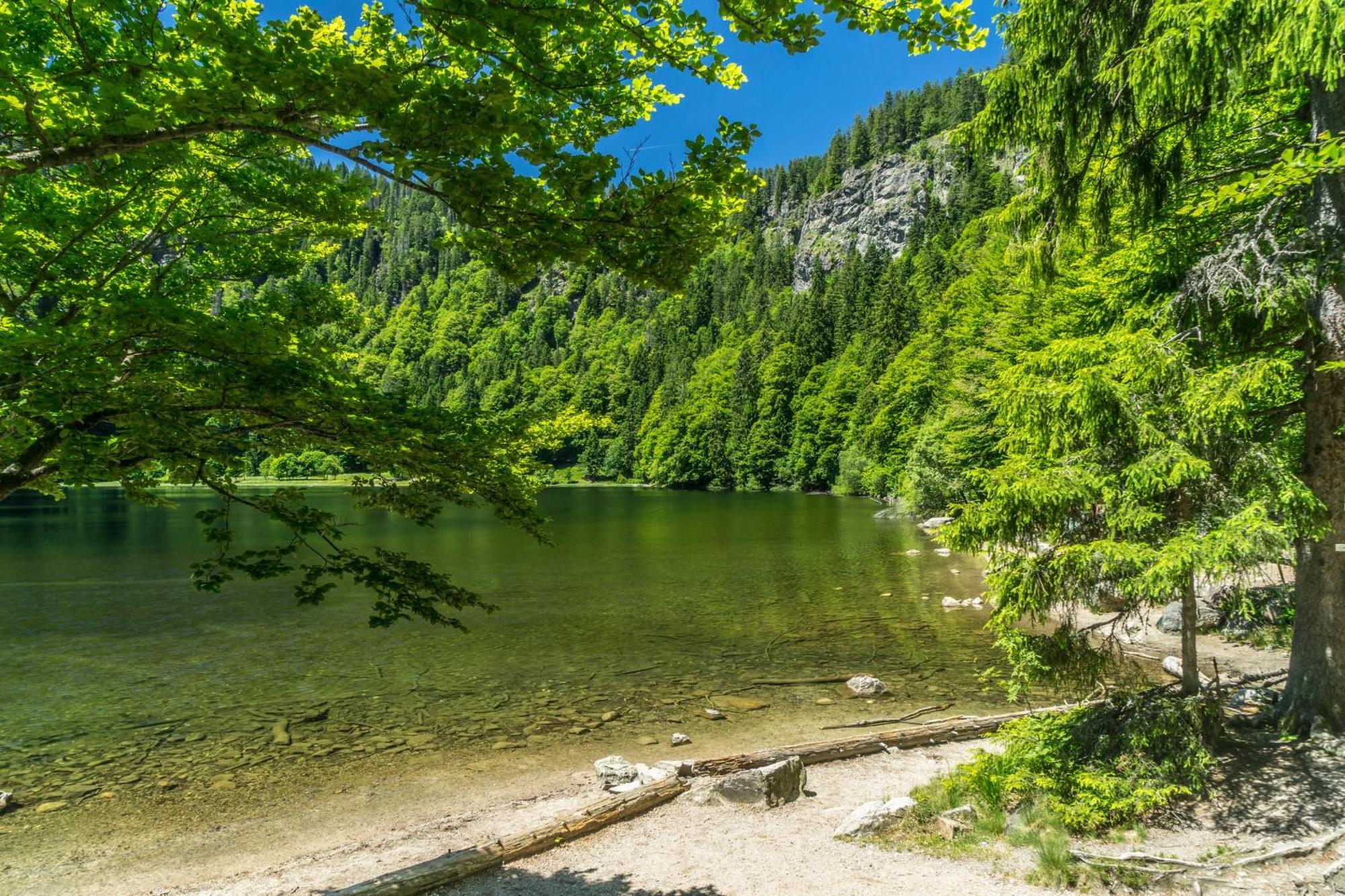 Fewo Schwarzwaldstern 2, Todtnau, 4 Schlafzimmer Екстериор снимка